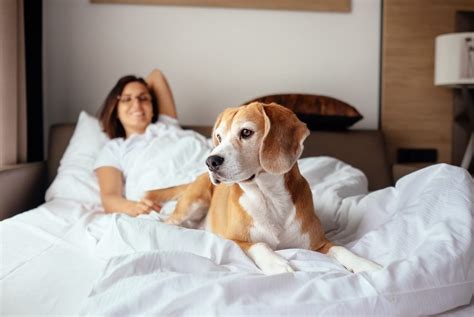 La Quinta Pet Policy: Everything You Need to Know .